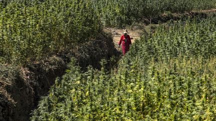 Champ de cannabis, au pied de la région montagneuse marginalisée et sous-développée du Rif, le 16 septembre 2022. (FADEL SENNA / AFP)