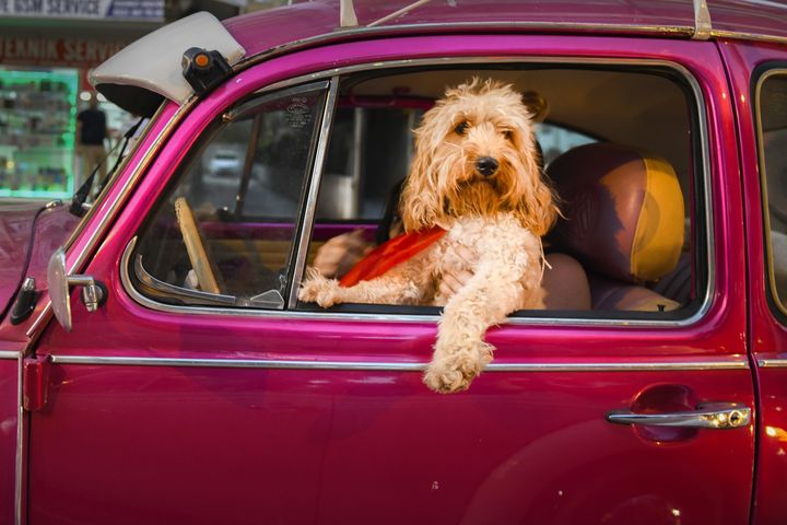 "Chauffeur dog" de Mehmet Aslan (Turquie). "Une scène que j'ai vue au feu rouge. Au début j'ai même cru que le chien était au volant!" (MEHMET ASLAN - COMEDY PETS PHOTOGRAPH AWARDS)