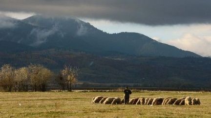 Troupeau de moutons à Rasnov (150 km au nord de Bucarest) le 6/11/2012 (AFP/DANIEL MIHAILESCU)