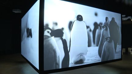 L'immense cube de l'exposition Terra incognita qui raconte, en image, le voyage d'explorateurs vers l'Antarctique (France 3 Rhône-Alpes)