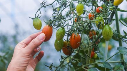 Agriculture : la tomate en crise, des tonnes de marchandises détruites