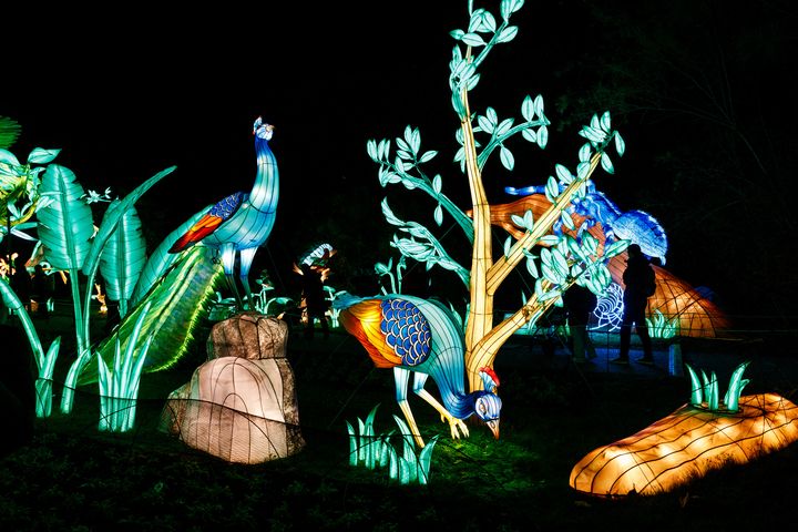 Cinquième édition du parcours "En voie d’illumination" organisé par le Muséum national d’Histoire naturelle de Paris au Jardin des Plantes, le 17 novembre 2023. (DIMITAR DILKOFF / AFP)