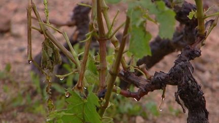 Orages : le vignoble Beaujolais frappé