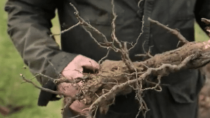 Viticulture : la maladie de l'esca tue les vignes