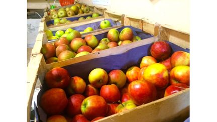  (Pommes des vergers d'Hardeville © Laurent Mariotte / Radio France)