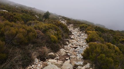 Le Cap Corse, où un chat renard a été capturé en 2008, le 21 décembre 2021. (AURORE THIBAULT / HANS LUCAS / AFP)