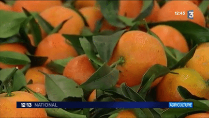 Alimentation : à la découverte de la clémentine corse