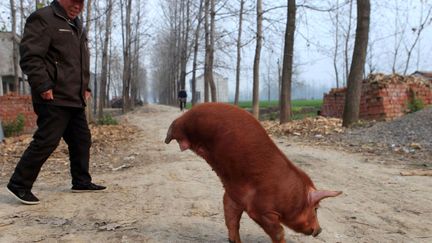 "Strong Pig", le cochon handicap&eacute; qui se promenait sur ses pattes avant &agrave; Mengcheng (Chine), le 24 novembre 2011. (AFP)