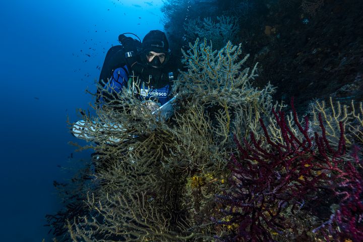 Au cours de l’été 2022, les gorgones du bassin méditerranéen occidental ont connu un épisode de mortalité massif lié à des températures anormalement élevées. (ALEXIS ROSENFELD / FONDATION 1 OCEAN)