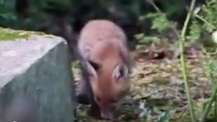 Des animaux sauvages ont profité du déconfinement pour s'installer à Paris