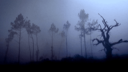 Au lendemain du passage de la tempête Klaus, le photographe Jean Hincker a pris des clichés apocalyptiques.
 (Jean Hincker - Conseil départemental des Landes)