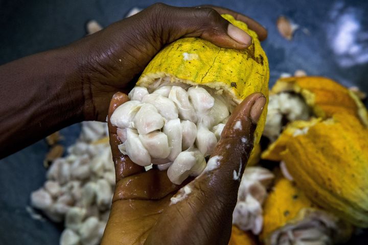 Un fermier retire les fèves de cacao fraiches de sa cabosse. (GODONG)