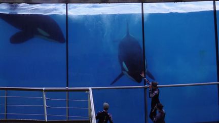 Ouvert il y a plus de 50 ans, premier zoo marin, Marineland d'Antibes (Alpes-Maritimes) ferme ses portes dimanche 5 janvier. L'incertitude plane sur les 150 animaux du parc.