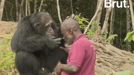 Ponso le chimpanzé : seul survivant de sa communauté