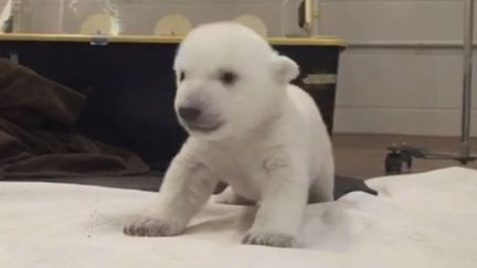 Un ourson polaire du Zoo de Toronto (Canada) fait ses premiers dans un vid&eacute;o post&eacute;e par l'&eacute;tablissement, le 8 janvier 2014. (ZOO DE TORONTO / FRANCETV INFO)