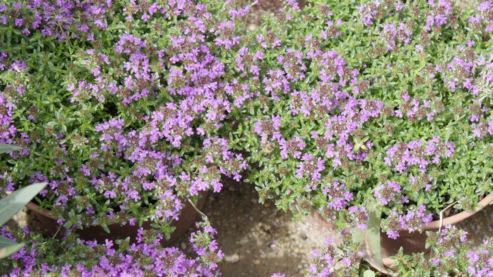 Le thym serpolet qu'on appelle farigoule en Provence. (ISABELLE MORAND / RADIO FRANCE / FRANCE INFO)