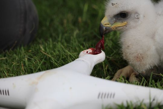 Des Aigles Royaux Entraînés Par Larmée à La Chasse Aux Drones 