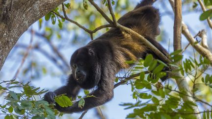 Un singe hurleur à manteau à&nbsp;Nosara au Costa Rica en janvier 2011. (ROB FRANCIS / ROBERT HARDING PREMIUM / AFP)