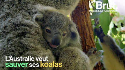 Pour faire face à la population déclinante de ses koalas, l’Australie a mis en place un plan de conservation permettant le déblocage de plusieurs millions de dollars australiens.