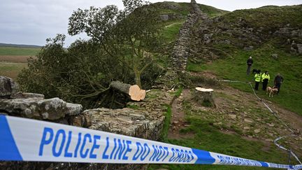 "Sycamore gap", tout proche du mur d'Hadrien, a été tronçonné au Royaume-Uni. (OLI SCARFF / AFP)