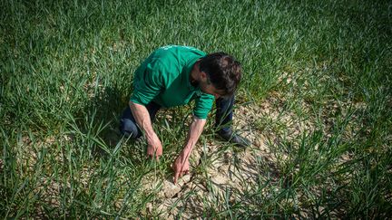 Un agriculteur dans un champ de blé, à Bugnicourt (Nord), lundi 9 mai 2022.&nbsp; (MAXPPP)