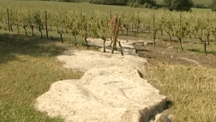 Vignobles : la météo gâche la récolte