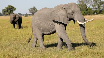 Eléphants mâles dans le delta de l'Okavango (nord du Botswana), le 25 avril 2018. (REUTERS - MIKE HUTCHINGS / X00388)