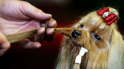 Derniers pr&eacute;paratifs pour ce chihuahua avant de participer &agrave; un concours international canin &agrave; Rotterdam (Pays-Bas), le 25 ao&ucirc;t 2012. (ROBIN UTRECHT / ANP / AFP)