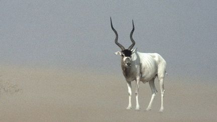 Une antilope addax prise dans un vent de sable dans le désert du Niger. (Alain Dragesco-Joffé / Biosphoto)