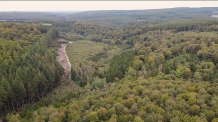 Belgique : l'automne, la saison du champignon (FRANCE 2)