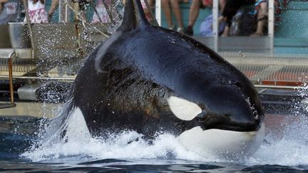 Freya, la plus vieille orque du Marineland d'Antibes (Alpes-Maritimes), lors d'une repr&eacute;sentation. (VALERY HACHE / AFP)