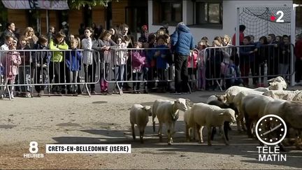 Isère : des moutons inscrits à l'école pour éviter une fermeture de classe