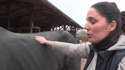 Côte-d’Or : du réconfort pour les animaux grâce aux massages (FRANCE 3)