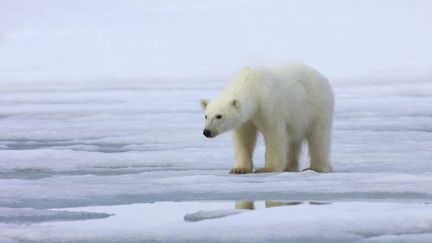 Un ours polaire au Svalbard (Norvège), le 1er juillet 2010. (MAXPPP)