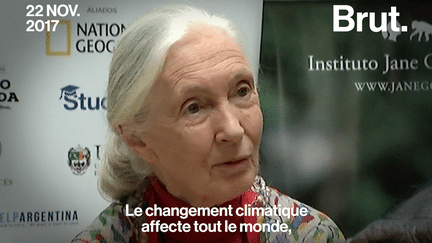 Brut : Jane Goodall