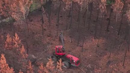 Girondes : les secondes vies des arbres incendiés cet été (Capture écran France 2)