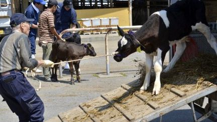 Le gouvernement japonais a fait attribuer des numéros d'identification aux bovins pour améliorer la traçabilité (AFP PHOTO / Yoshikazu TSUNO)