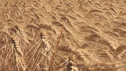 Guerre en Ukraine :&nbsp;face à la pénurie de blé, l'Europe pourrait décider la suppression des terres en&nbsp;jachère (France 2)