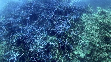 Inquiétude pour la Grande Barrière de corail, en Australie. Photo prise au large du Queensland le 7 mars 2022 (GLENN NICHOLLS / AFP)