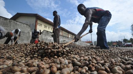 Des travailleurs étalent des noix de cajou pour les&nbsp;faire sécher, le 5 mai 2013 à Abidjan (Côté d'Ivoire). (SIA KAMBOU / AFP)