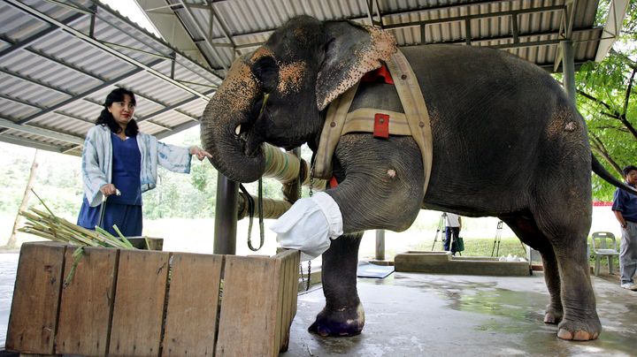 Motala peut marcher gr&acirc;ce &agrave; sa proth&egrave;se. Cette&nbsp;&eacute;l&eacute;phante de 44 ans a &eacute;t&eacute; &nbsp;recueillie par la Fondation des El&eacute;phants d'Asie, &agrave; Chiang&nbsp;Mai en Tha&iuml;lande, le 28 ao&ucirc;t 2005. (REUTERS)