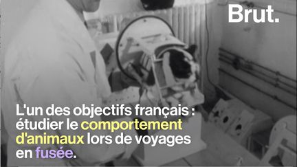 Félicette est une des pionnières de l'exploration spatiale. La chatte française a dû mener un entraînement de longue haleine pour quitter la planète bleue.