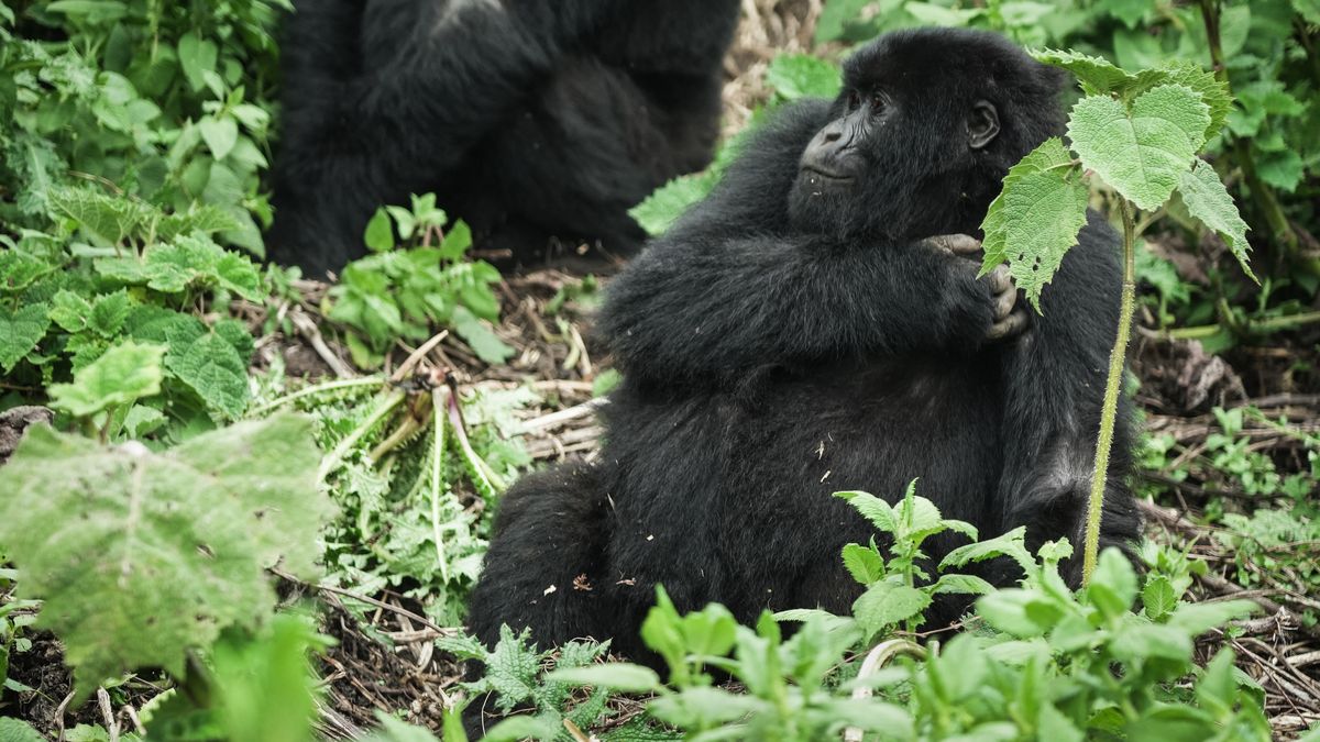 L'Unesco s'alarme de la situation critique des grands singes