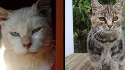 Mojiti, Sally et Martin ont été tués par deux chiens qui se sont introduits dans un refuge pour chats de Quiberon (Morbihan). (ECOLE DU CHAT DE QUIBERON)