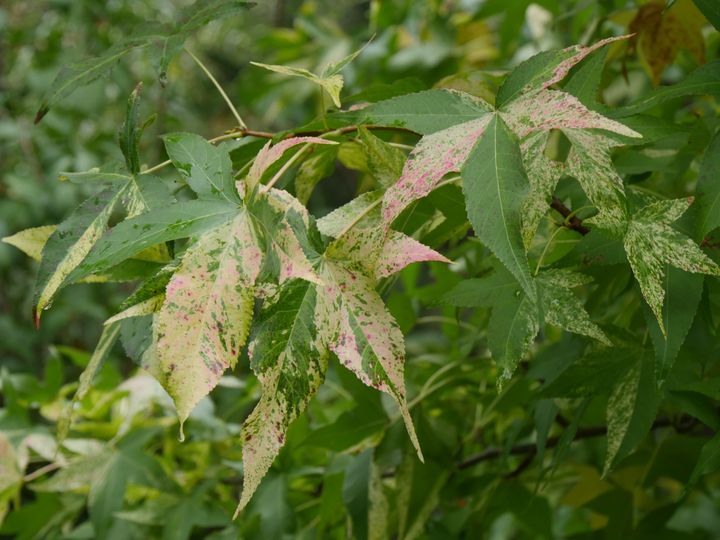 Liquidambar styracifulia 'Aurea', avant l'automne. (ISABELLE MORAND / RADIO FRANCE / FRANCE INFO)