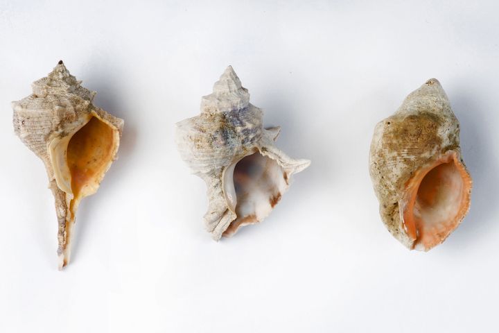 Série de coquillages d'espèces de mollusques indigènes de la mer Méditerranée qui seraient à l'origine de fragments de colorant violet trouvés sur le site de fouille de la vallée de Timna, 31 janvier 2021 (SHACHAR COHEN / ISRAELI ANTIQUITIES AUTHORITY)