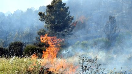 Incendie de pinède entre Ornaisons et Bizanet (Aude), le 10 juin 2022. (PHILIPPE LEBLANC / MAXPPP)