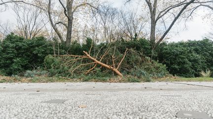 Un arbre sur la route après le passage d'une épisode venteux, le 17 novembre 2023 à Clermont-Ferrand (Puy-de-Dôme). (ADRIEN FILLON / HANS LUCAS / AFP)