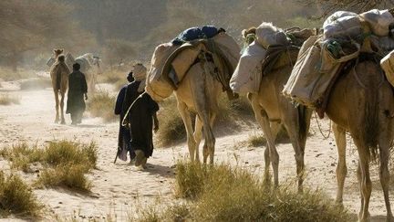 Caravane chamelière au Sahara (PHILIPPE ROY / Aurimages)