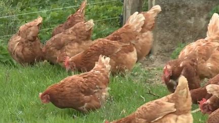 Des poules retraités dans un élevage du Limousin (France 2)